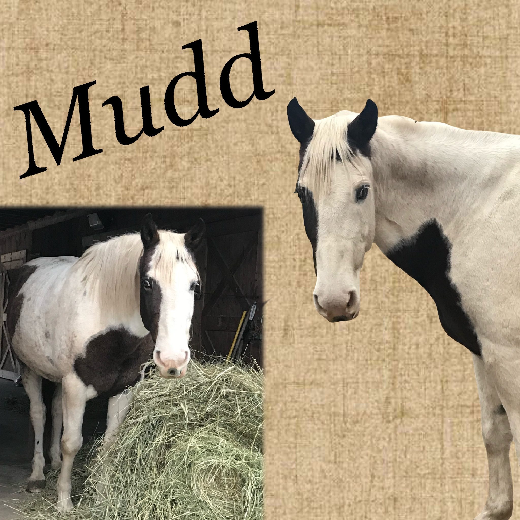 Horses - Trotting Horse Therapeutic Riding